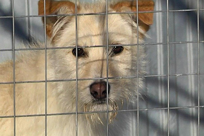 Россельхознадзор предупредил о резком увеличении количества бешеных животных в Самарской области