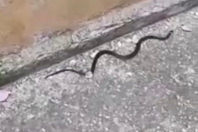 В Самаре возле жилого дома заметили полуметровую змею