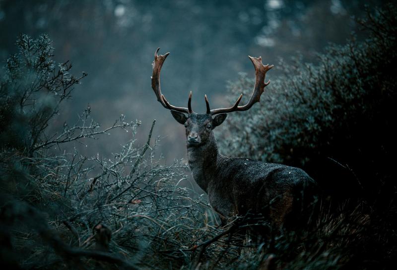 Самарец "продает" рога, доставшиеся ему от жены