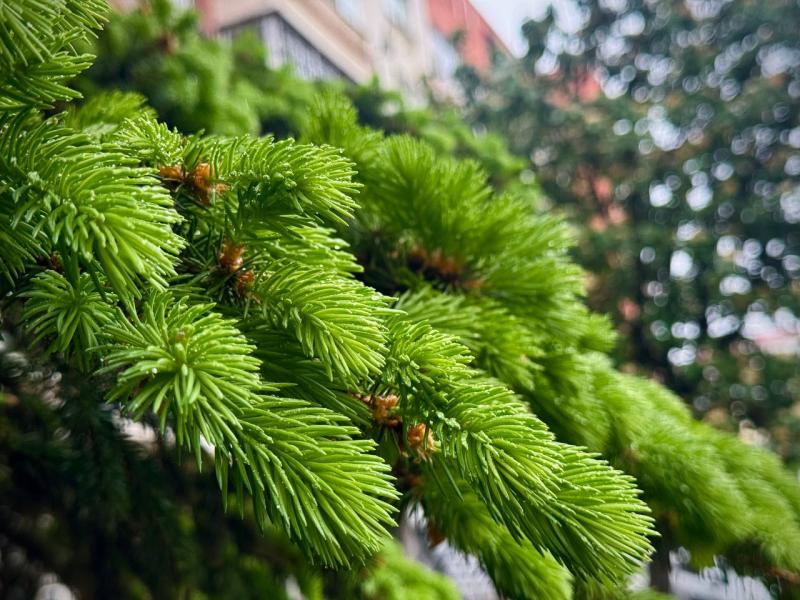 В Самаре на Аллее дружбы народов высадили еще 28 елей