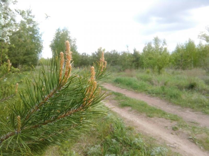 МЧС организовало ежедневные противопожарные рейды в Самарской области