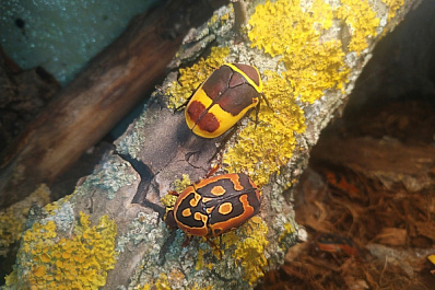 Австралийский палочник, гигантский скорпион и хищный клоп: фото новых обитателей Самарского зоопарка