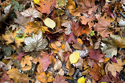 С улиц Тольятти два раза в год будут убирать сухие листья