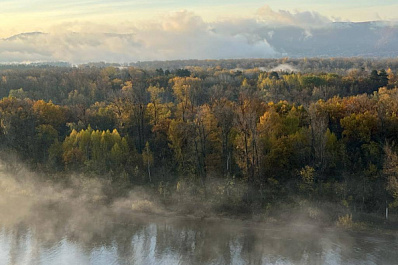 В Самарской области осудили рубщика деревьев