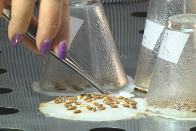 В Самарской области собрали 10 тонн желудей