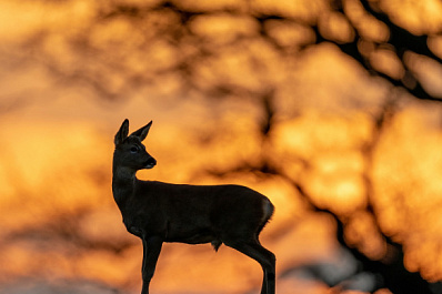 В Тольятти спасли косулю, убегавшую от собак