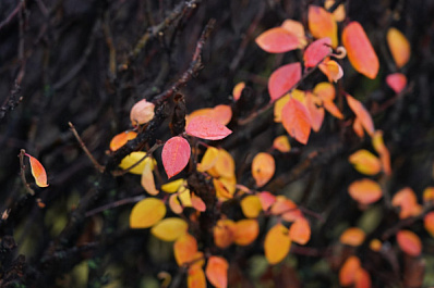 В Самарской области 14 ноября ожидается дождь