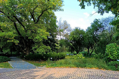 На улицах города заметили необычную белую лисицу