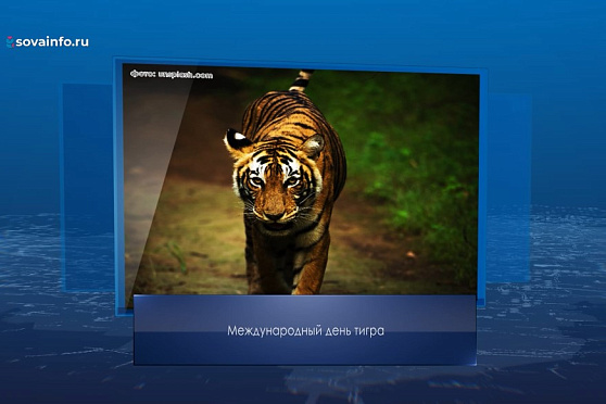 Международный день тигра. Календарь Губернии от 29 июля