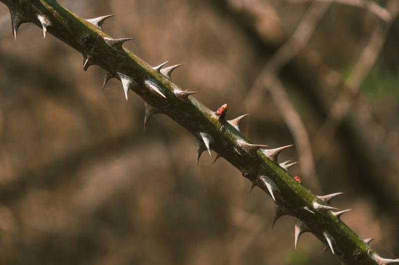 Спасатели помогли парню, застрявшему в терновнике