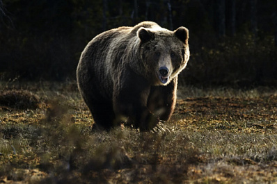 Россиян предупредили о возможном нападении крупного дикого медведя в Сибири