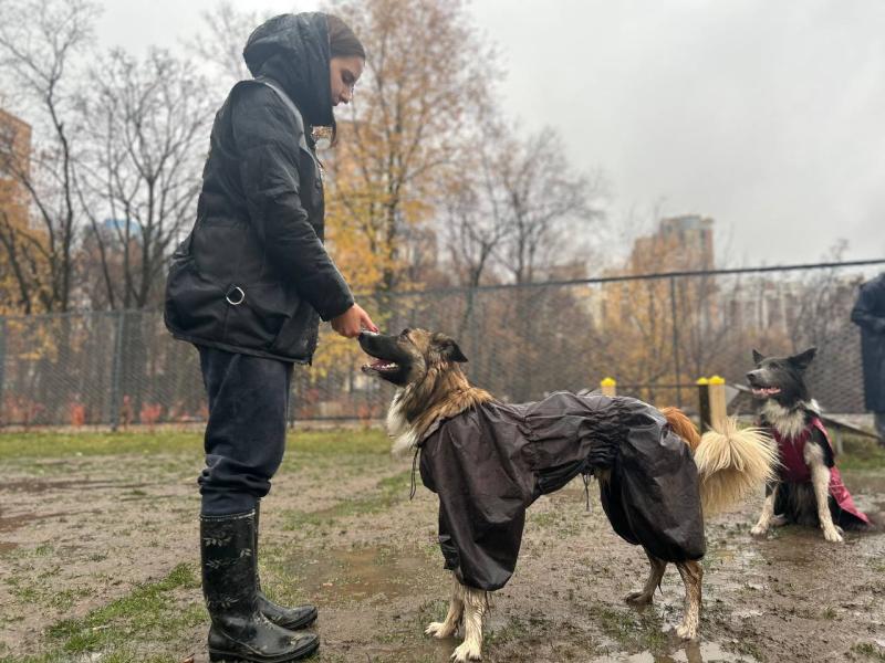 "Знакомим их с английскими прогулками": как проходят бесплатные занятия для собачников в Самаре