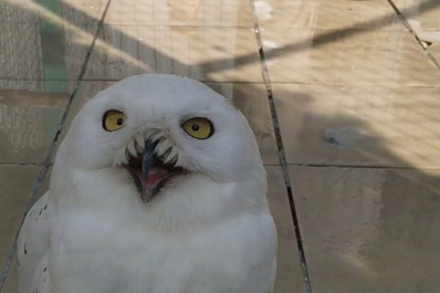 В Самарском зоопарке рассказали о жизни полярных сов
