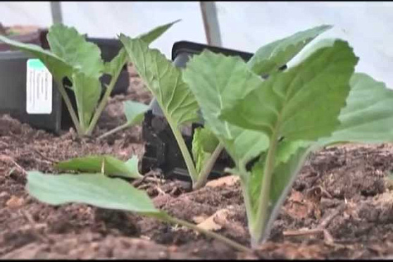 Дачные советы 25.04.2013 