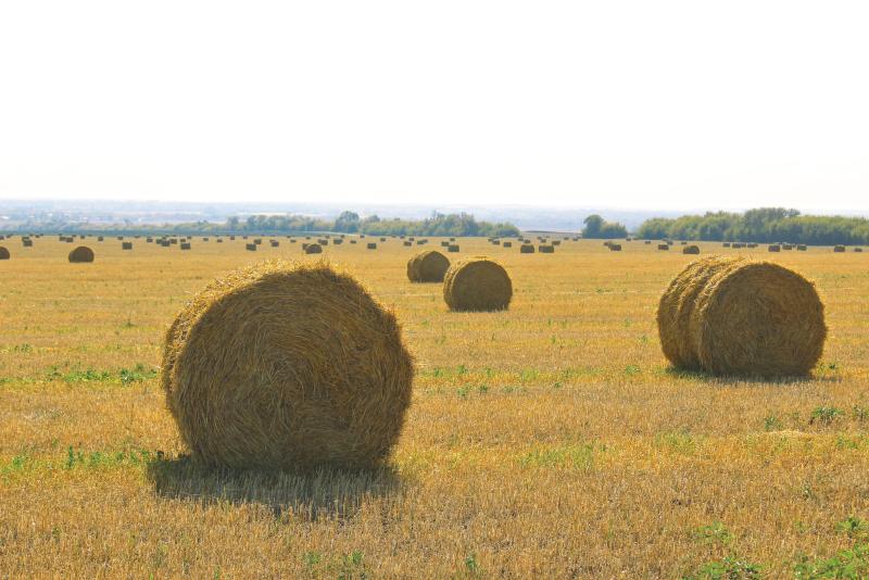 Молочный план: как в Новом Сарбае развивают животноводство