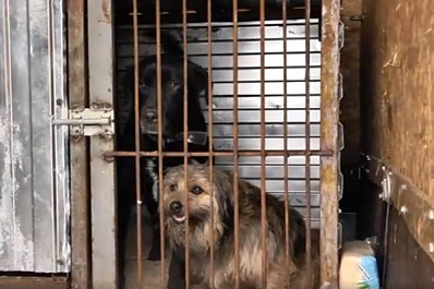 Как в Самарской области отлавливают бродячих собак и что происходит с ними после?