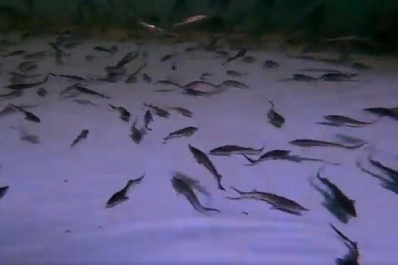 Новокуйбышевские нефтепереработчики выпустили в Волгу 31 тысячу мальков стерляди