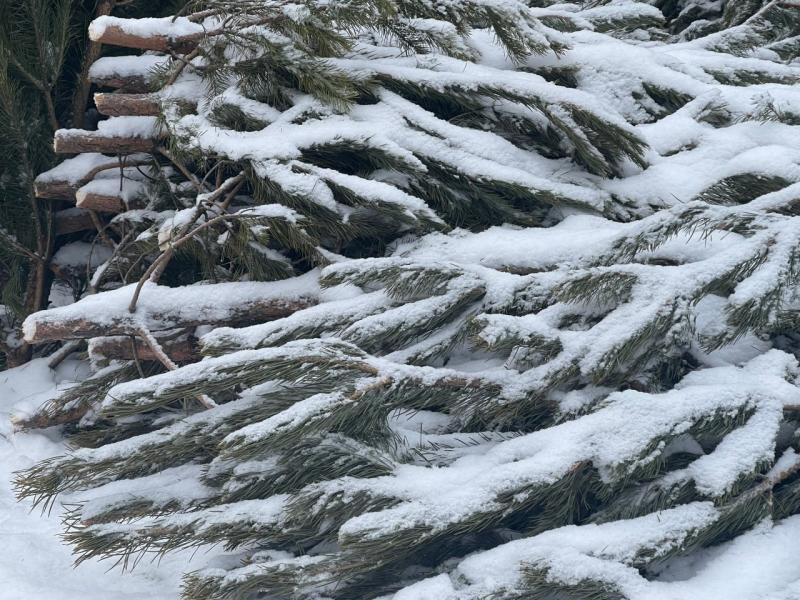 В Россию станут ввозить меньше новогодних елок