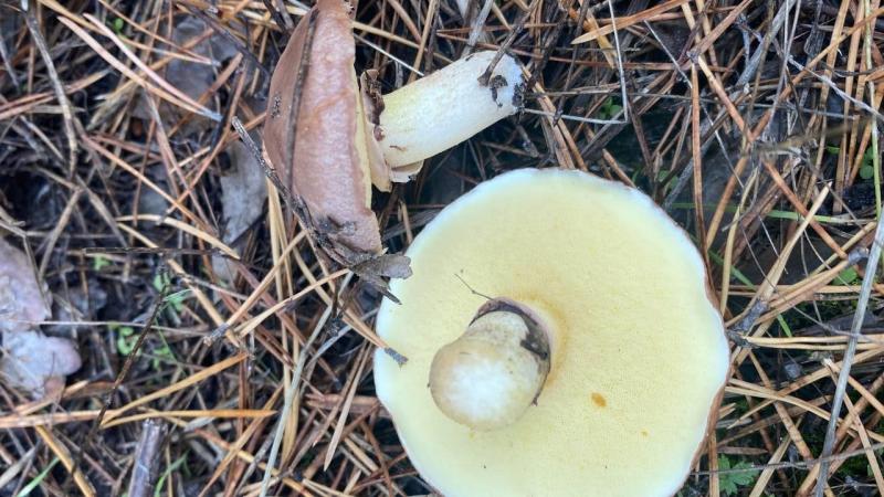 Грибной сезон: самарцам объяснили, как правильно организовать тихую охоту