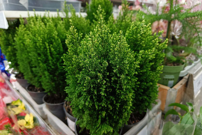 Озеленитель Юлия Кузнецова рассказала, из-за чего гибнут комнатные растения