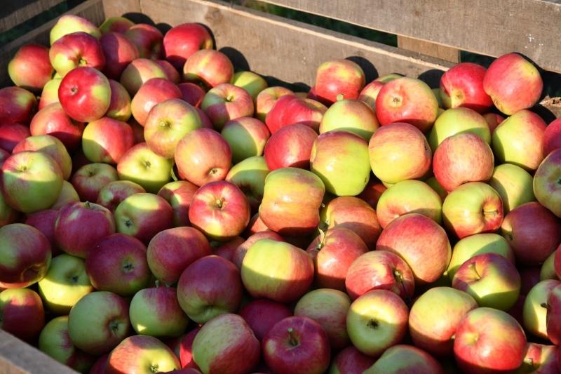 В Сызранском районе планируют собрать 4 тыс. тонн яблок