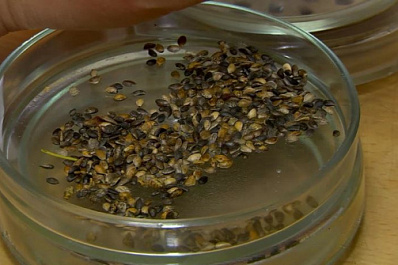 В Самаре проверяют заготовленный материал для выращивания саженцев и сеянцев лесных культур