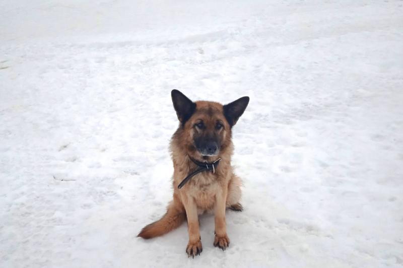 В Самарской области служебных собак УФСИН проводили на пенсию