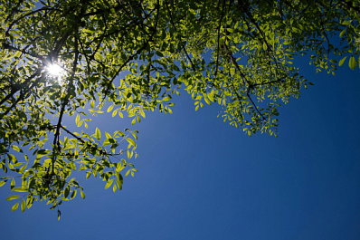 В Самаре вырубят часть ясеней из-за опасного вредителя