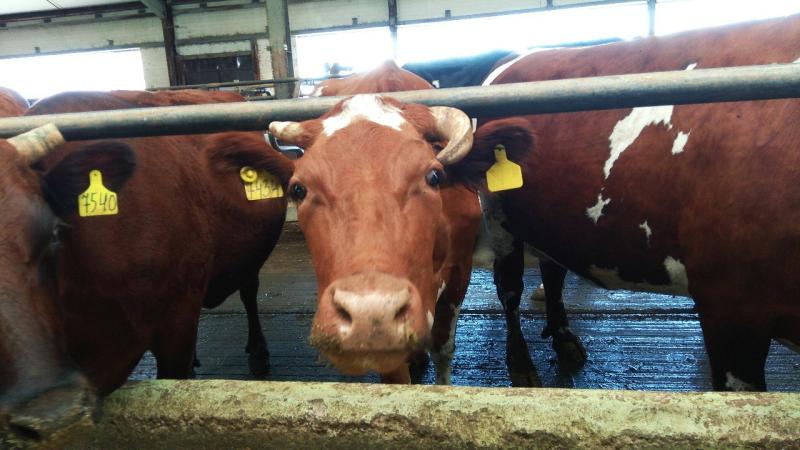 Ученые создали "пластырь" для ускорения заживления ран у животных