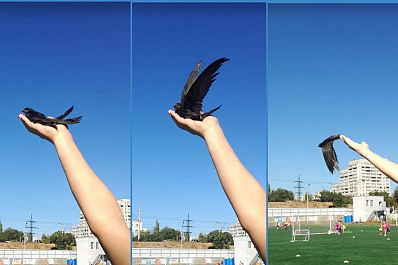 Самарские волонтёры отправились в Волгоград, чтобы выпустить в небо спасённых стрижей