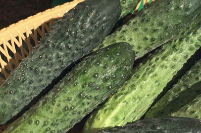 Хрустящие огурцы и сочные помидоры: производитель семян в России предлагает серию высококачественных сортов овощей