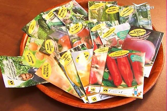 Утепление виноградника. Хвойные растения. Удачные заметки от 24.10.2017