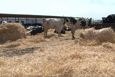 400 голов и тонны молока: одно из крупнейших предприятий региона открыло новую ферму