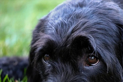 Сидит один и скулит: в Тольятти у обочины обнаружен одинокий лабрадор