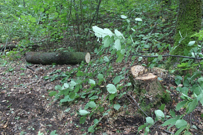 Пенсионер из Самарской области незаконно вырубал лес