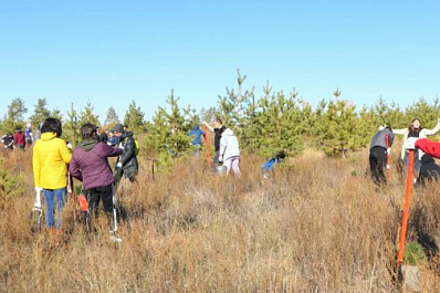 В Кинельском районе волонтеры высадили 10 тысяч саженцев сосны