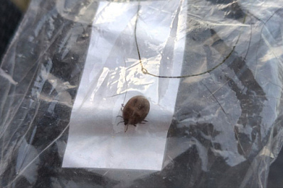 Укусил клещ: мальчик, впавший в кому, начинает приходить в сознание