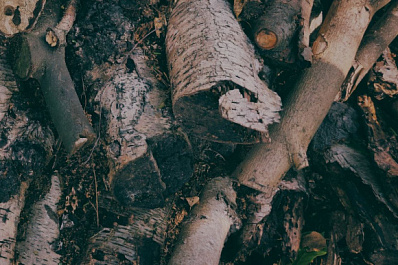 Эксперт рассказал, как не попасть в тюрьму при заготовке дров