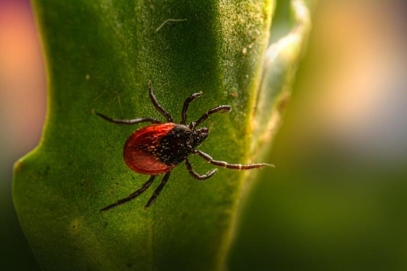 В Самарской области от укусов клещей пострадали 1 915 человек