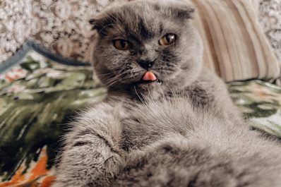 Россияне заводят кошек чаще, чем собак