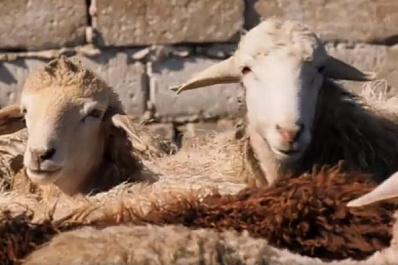 Как поймать барана голыми руками: участники проекта "Поехали!" отправились в Новый Буян