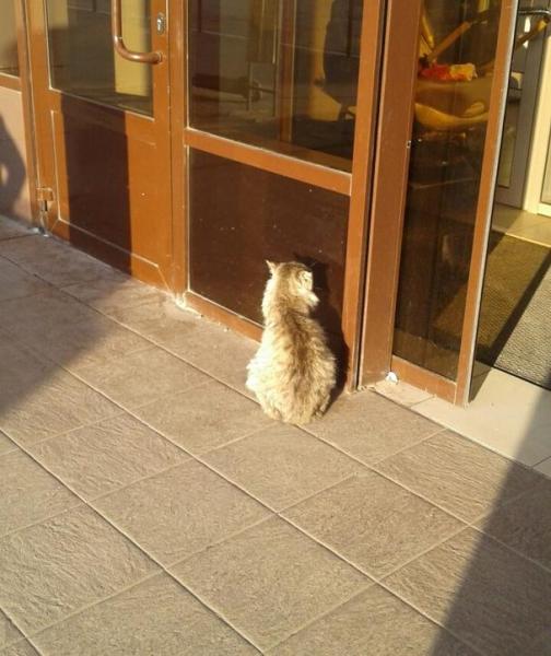 "Зима его не пощадит": в Самаре ищут дом старому коту