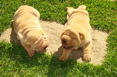 Шарпеи, мареммы, айну: МВД составило перечень потенциально опасных пород собак