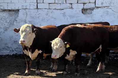 Племенного быка весом 870 кг на агровыставке в Самарской области представило "К. Х. Полянское"