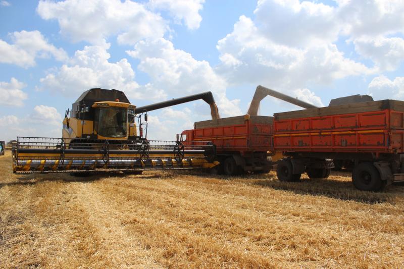 Зерновые удались: в хозяйствах агрохолдинга "Василина" выращен хороший урожай озимой пшеницы