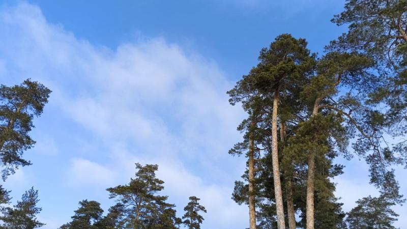 Погода на 14 февраля 2025 года: народные приметы и прогноз синоптиков