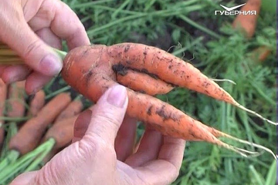 Дачные советы 24.08.2017. Готовим грядки к зиме