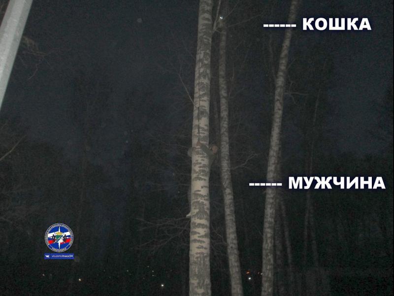 Вцепился и висел: мужчина, спасая кошку, застрял вместе с ней на дереве в Новосибирске