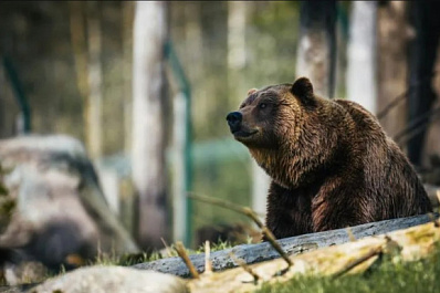 В заповеднике потерялся медвежонок