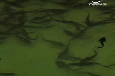 Ещё одну партию мальков стерляди выпустили в Волгу